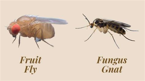 Are Fruit Flies and Gnats the Same? Exploring the Buzz Around Tiny Insects