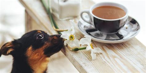 Can Dogs Drink Sweet Tea? Exploring the Curious Connection Between Canines and Caffeine