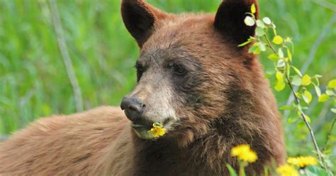 Do Bears Like Honey: Exploring the Sweet Connection and Beyond