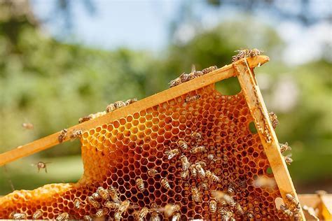 How Can Honey Be Organic? And Why Do Bees Never Get Lost in the Grocery Store?