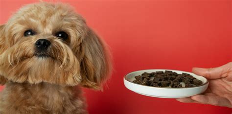 How Long Can a Puppy Go Without Food: A Journey Through Time and Hunger