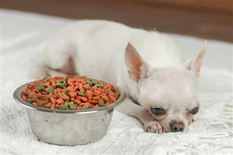 How Much Food Should a Chihuahua Eat: And Why Do They Dream of Taco Tuesdays?