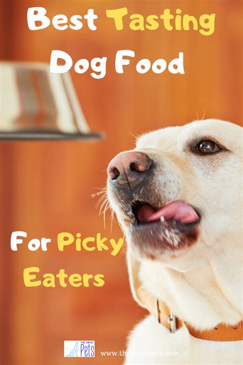 What is the Best Tasting Dog Food for Picky Dogs? And Why Do Some Dogs Prefer Socks Over Steak?