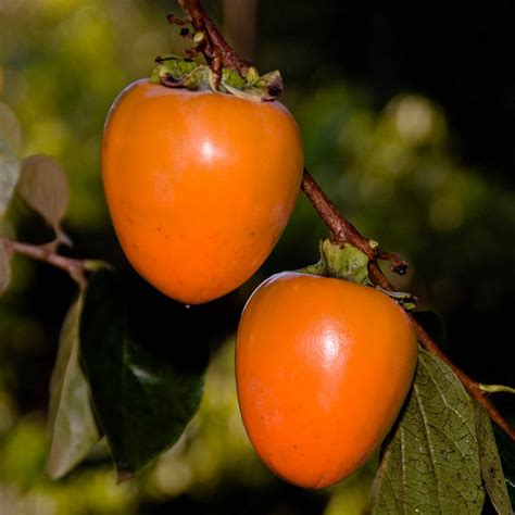 Where to Buy Persimmons Fruit Near Me: A Journey Through Flavor and Convenience